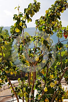 Quince growing on a branch