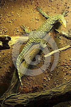 Quince Monitor