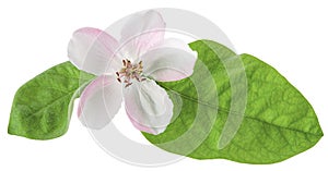 Quince or pear tree flower with green spring leaves isolated on white background with clipping path. Close-up, macro photo
