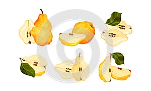 Quince Pome Fruit Whole and Halved Vector Set