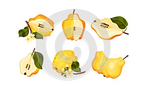 Quince Pome Fruit Whole and Halved Vector Set