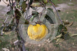 A quince ripening on its tree in an organically grown orchard
