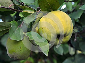 Quince ripens on the branch of the bush