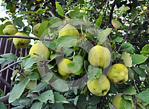 Quince ripens on the branch of the bush