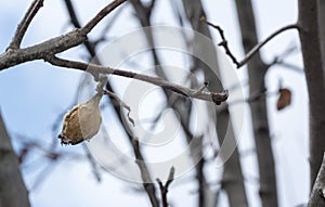 Quince rotten fruit on the tree. Dry quince