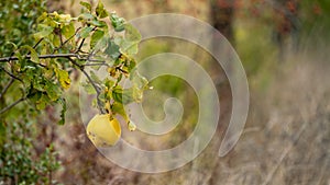 Quince stalk in early autumn and its yellow fruit