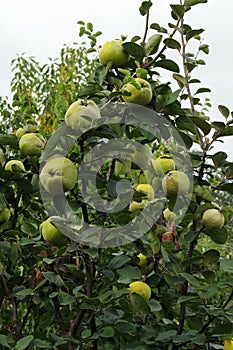 Quince tree