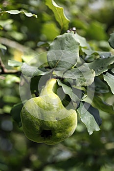 Quince on the tree