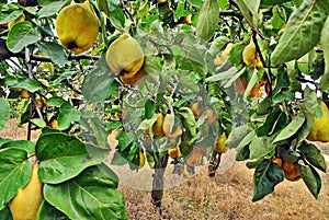 Quince tree