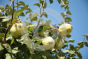 Quince tree