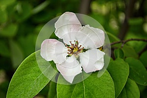 Quince tree bloomed in the spring. Flowering tree.