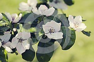 Quince tree blooming with white flowers in the spring