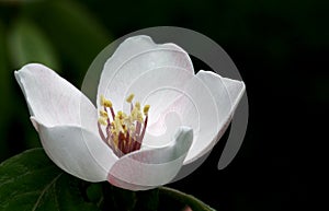 Quince tree flower