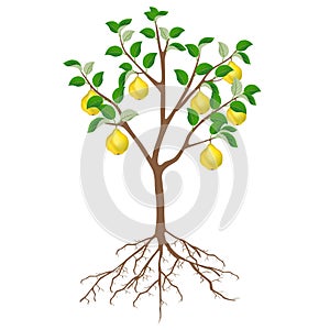 Quince tree with fruits and roots on a white background.