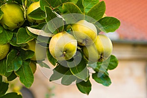 Quince tree growing in the garden.