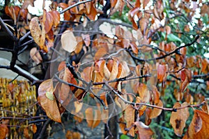Quince tree leaves