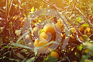 Quince tree with ripe quinces