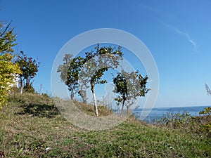 Quince trees at the seashore