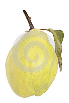 Quince on a white background