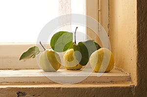 Quince on the window sill photo