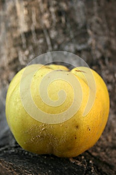 Quince at wooden crater