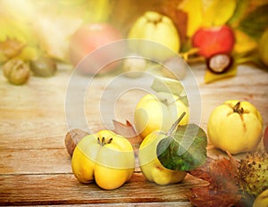 Quinces - Autumn fruit