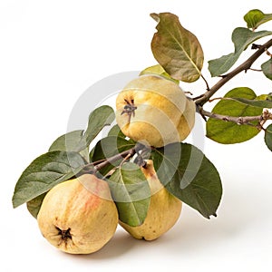 Quinces on a branch isolated on white background photo