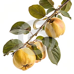 Quinces on a branch isolated on white background photo