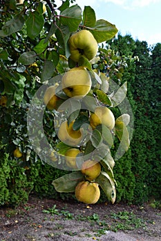 Quinces on a branch