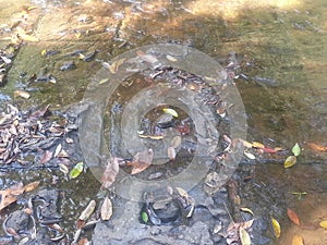 The quincunx also appears elsewhere in designs of the Angkorian period, as in the riverbed carvings of Kbal Spean.