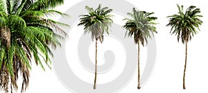 Quindio wax palm trees isolated on transparent background and selective focus close-up. 3D render.