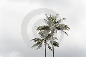 Quindio wax palms, Ceroxylon quindiuense, in the Cocora Valley