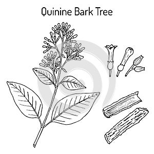 Quinine Bark Tree Cinchona officinalis , medicinal plant