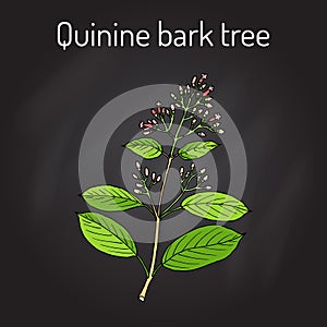 Quinine Bark Tree Cinchona officinalis , medicinal plant