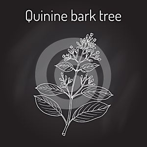 Quinine Bark Tree Cinchona officinalis , medicinal plant