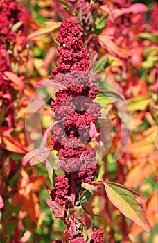 Quinoa (Chenopodium quinoa)