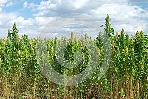 Quinoa Crop