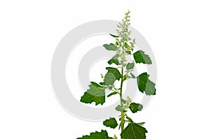 Quinoa, orache lat. Atriplex  is a plant genus of 250â€“300 species.  It belongs to the subfamily Chenopodioideae of the family Am