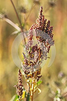 Quinoa plantation (Chenopodium quinoa)