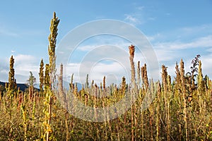 Quinoa plantation (Chenopodium quinoa)