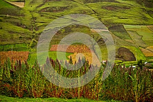 Quinoa plantations in Chimborazo, Ecuador