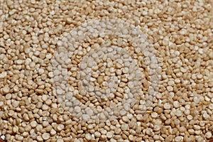 Quinoa, quinoa or quinoa, `Chenopodium quinua`. It is a seed