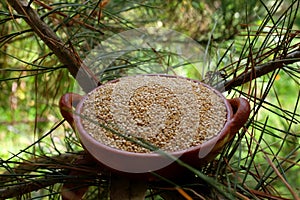 Quinoa, quinoa or quinoa, `Chenopodium quinua`. It is a seed photo