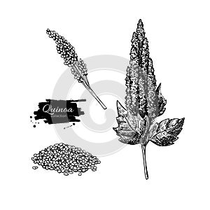 Quinoa vector superfood drawing. Isolated hand drawn photo