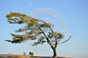 Quintessential Windswept Pine on Georgian Bay