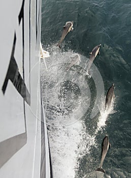 A Quintet of Common Dolphins Ride the Bow Wave, San Diego, CA, USA