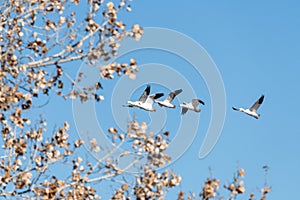 Snow geese in flight at Bosque del Apache photo