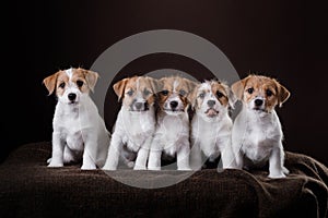 A quintet of Jack Russell Terrier puppies pose on a dark backdrop photo