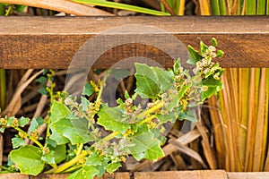 Quinua silvestre plant