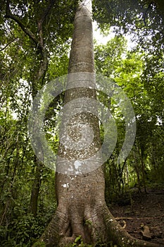 Quipo tree, Panama